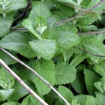 Photos Mentha � piperita