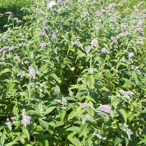 Photos Mentha longifolia - Apple mint