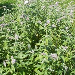 Photos Mentha longifolia