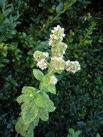 Photos Mentha rotundifolia