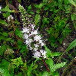 Photos Mentha spicata