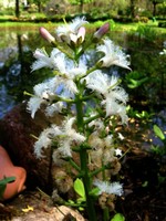 Menyanthes trifoliata - Bitter-Klee, Fieber-Klee