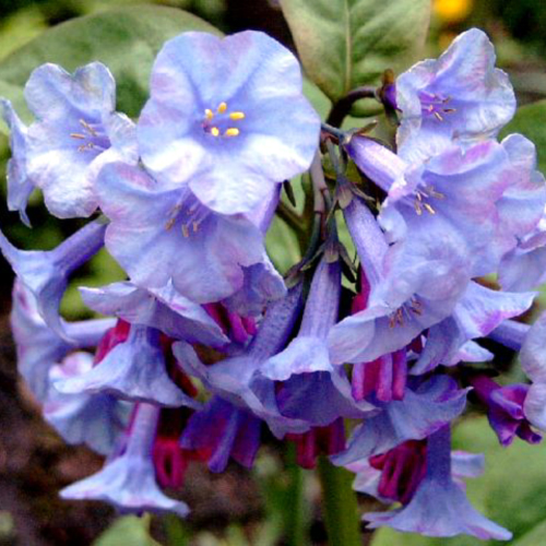 Fotos Mertensia virginica - 