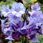 Mertensia virginica - Blaugl�ckchen