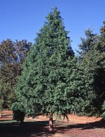 Photos Metasequoia glyptostroboides