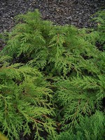 Microbiota decussata - Teppichthuja, Sibirischer Zwerglebensbaum
