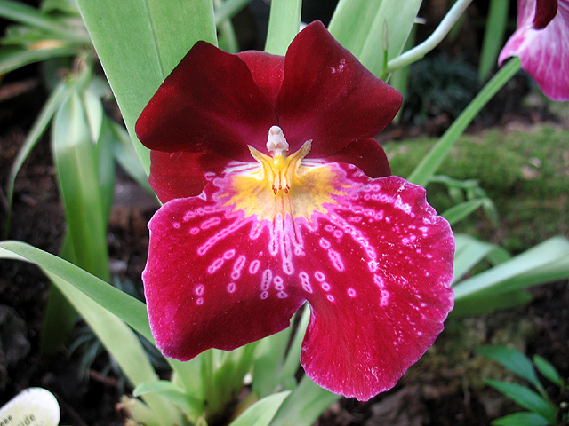 Photos Miltonia Hybride - Hamilton s spindletree