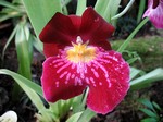 Photos Miltonia Hybride