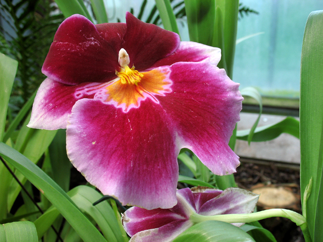 Fotos Miltonia Hybride - 