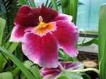 Photos Miltonia Hybride - Hamilton s spindletree