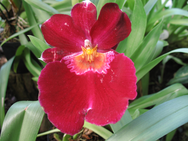 Photos Miltonia Hybride - 