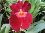 Foto Miltonia Hybride