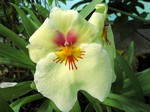 Photos Miltonia Hybride