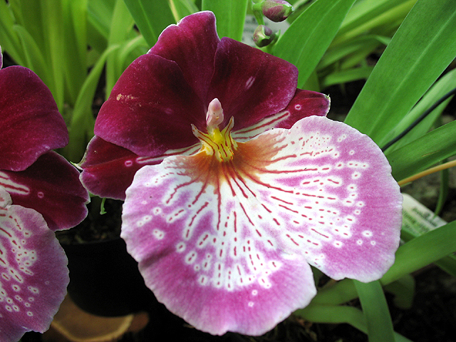 Fotos Miltonia Hybride - 