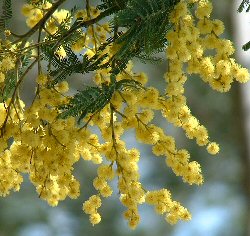 Acacia dealbata