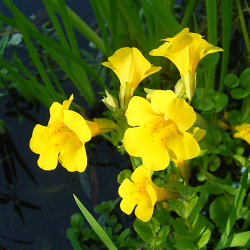 Photos Mimulus luteus - Monkey flower