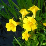 Mimulus luteus - Gelbe Gauklerblume