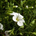 Minuartia laricifolia - L�rchenbl�ttrige Miere