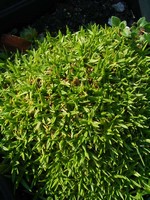 Minuartia stellata - Miere
