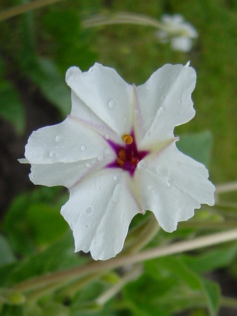 Photos Mirabilis jalapa - 