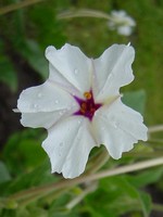 Mirabilis jalapa - Wunderblume