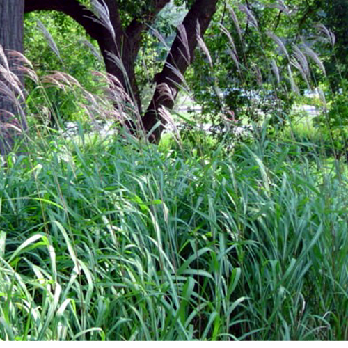 Fotos Miscanthus sacchariflorus - 