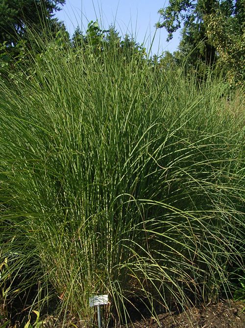 Photos Miscanthus sinensis - 