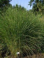 Miscanthus sinensis - Garten-Schilf Gracillimus