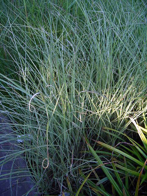 Photos Miscanthus sinensis - Chinese silvergrass