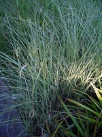 Miscanthus sinensis - Garten-Schilf Morning Light