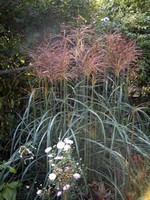 Miscanthus sinensis - Garten-Schilf Silberfeder