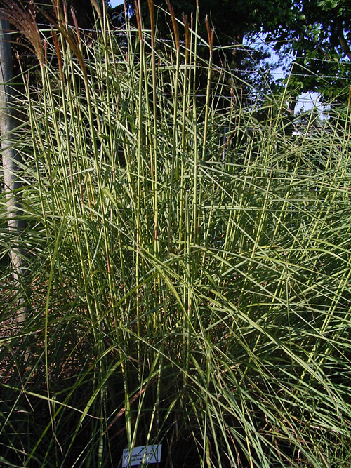 Photos Miscanthus sinensis - 