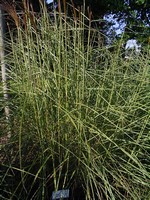 Miscanthus sinensis - Garten-Schilf Undine
