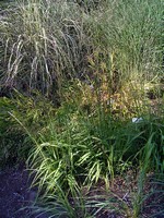 Photos Molinia arundinacea