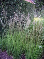 Photos Molinia caerulea