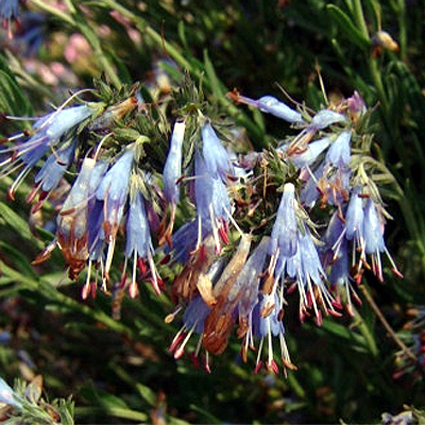 Photos Moltkia petraea - 