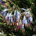 Moltkia petraea - Felsen-Moltkie
