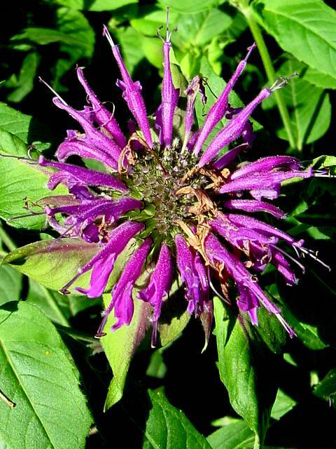 Photos Monarda fistulosa - Bergamot
