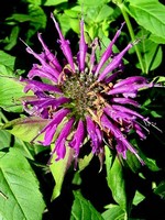 Photos Monarda fistulosa