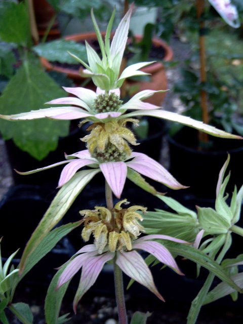 Photos Monarda didyma - Bergamot