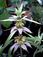 Photos Monarda didyma