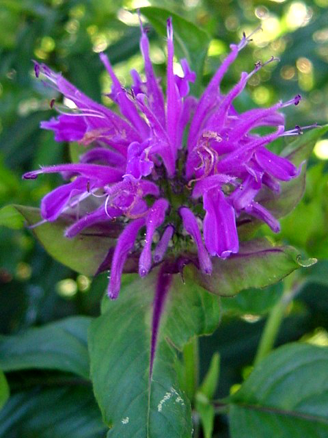Photos Monarda fistulosa - Bergamot