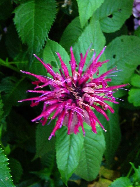 Fotos Monarda fistulosa - 
