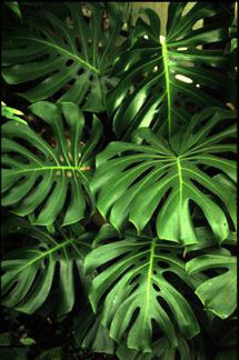 Monstera deliciosa