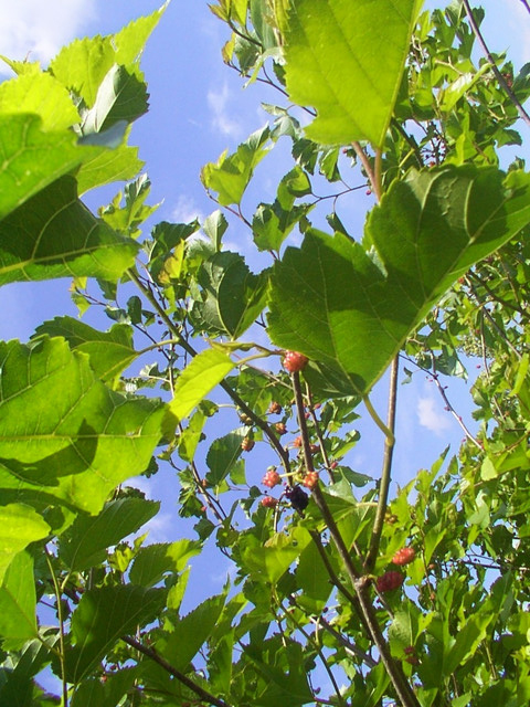 Photos Morus nigra - White mulberry