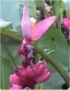 Musa ornata