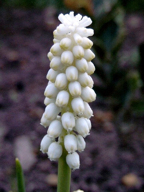 Photos Muscari botryoides - Grape hyacinth
