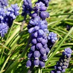 Fotos Muscari neglectum