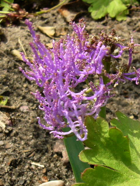 Photos Muscari plumosum - Grape hyacinth