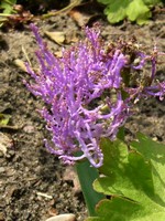 Photos Muscari plumosum